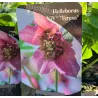 Helleborus orientalis THE VIV COLLECTION VANESSA
