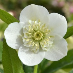Helleborus orientalis THE VIV COLLECTION VANESSA