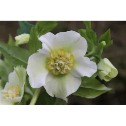 Čėras (eleboras) - Helleborus orientalis THE VIV COLLECTION VANESSA