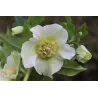 Čėras (eleboras) - Helleborus orientalis THE VIV COLLECTION VANESSA