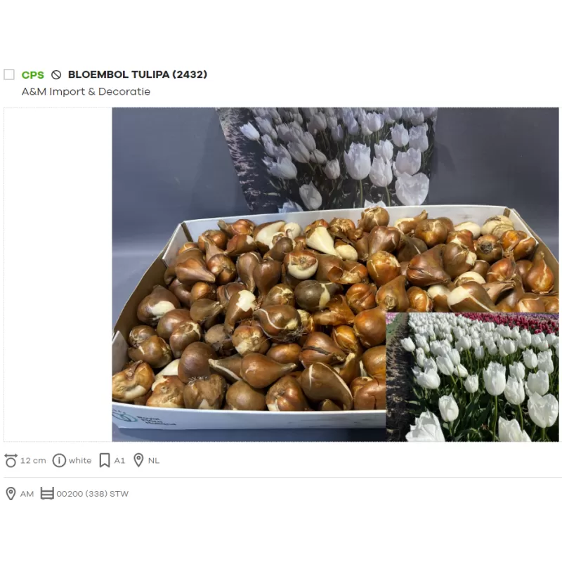 Tulpių svogūnėliai, balta sp., dydis 12+ x200