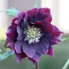 Čėras (eleboras) - Helleborus orientalis VIV Double LUISA