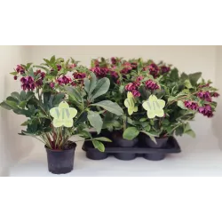 Čėras (eleboras) - Helleborus orientalis VIV Double LUISA