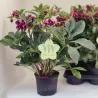 Čėras (eleboras) - Helleborus orientalis VIV Double LUISA