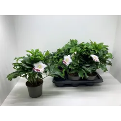 Helleborus orientalis VIV Double AMALIA