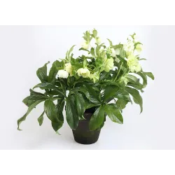 Helleborus orientalis VIV Double AMALIA