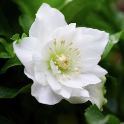 Čėras (eleboras) - Helleborus orientalis VIV Double AMALIA