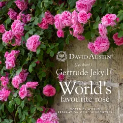 Rožė - Rosa GERTRUDE JEKYLL ®