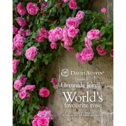 Rožė - Rosa GERTRUDE JEKYLL ®