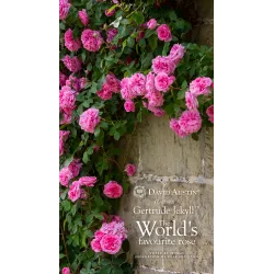 Rožė - Rosa GERTRUDE JEKYLL ®