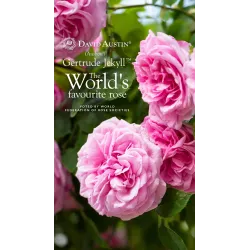 Rožė - Rosa GERTRUDE JEKYLL ®
