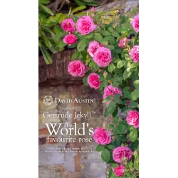 Rožė - Rosa GERTRUDE JEKYLL ®