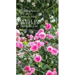 Rožė - Rosa GERTRUDE JEKYLL ®