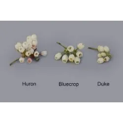 Aukštoji šilauogė (ankstyva - vid. vėl.)  - Vaccinium corymbosum HURON