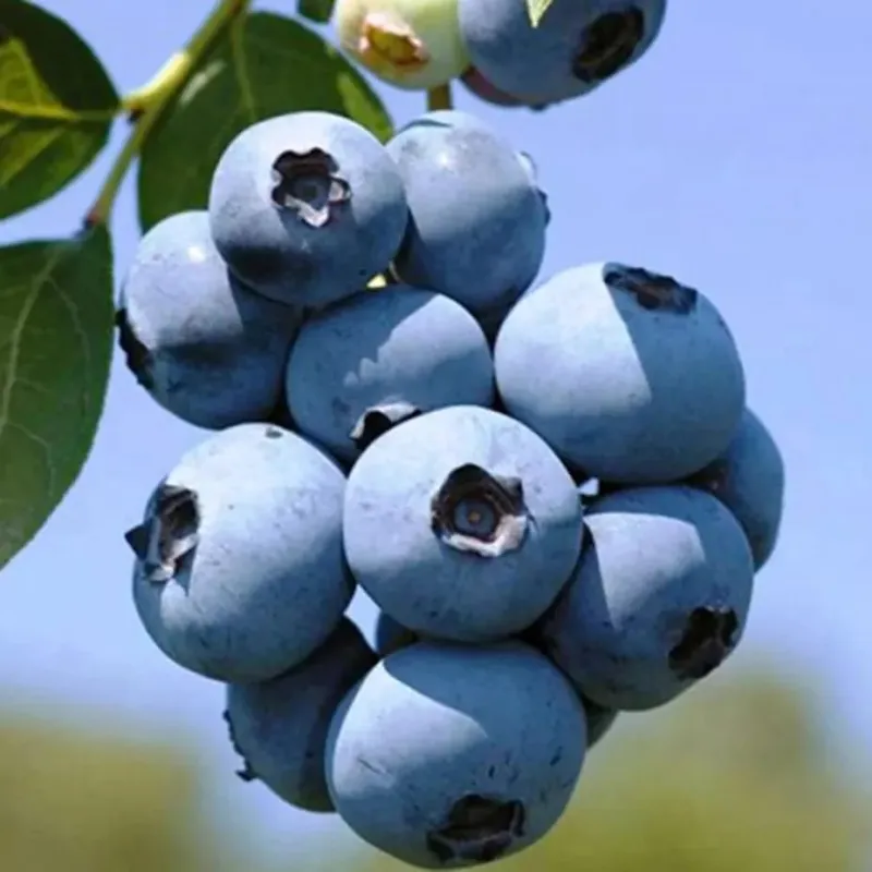 Vaccinium corymbosum HURON