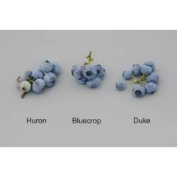 Vaccinium corymbosum HURON