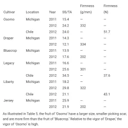 Vaccinium corymbosum OSORNO