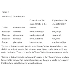 Vaccinium corymbosum OSORNO