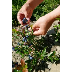 Vaccinium corymbosum NORTHSKY