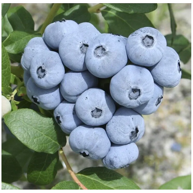 Vaccinium corymbosum TALISMAN