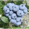 Vaccinium corymbosum TALISMAN