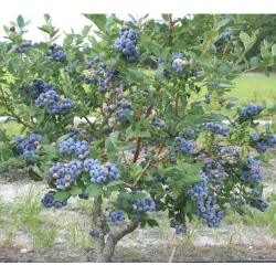 Vaccinium corymbosum TALISMAN