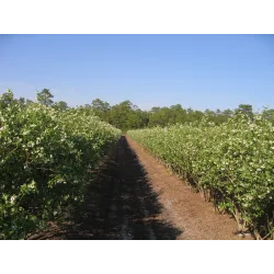 Vaccinium corymbosum LEGACY