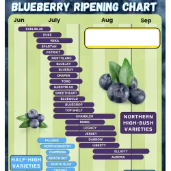 Vaccinium corymbosum LEGACY