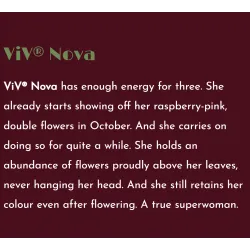 Helleborus orientalis VIV Double NOVA