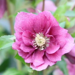 Čėras (eleboras) - Helleborus orientalis VIV Double NOVA