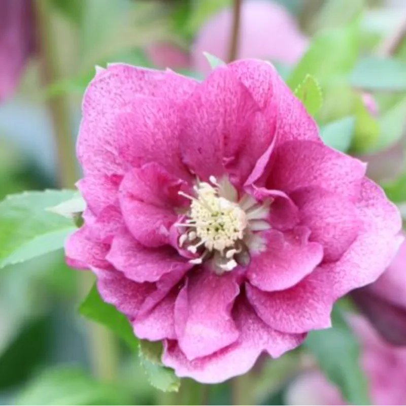 Helleborus orientalis VIV Double NOVA