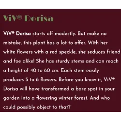 Čėras (eleboras) - Helleborus orientalis VIV Double DORISA