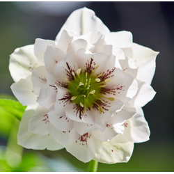 Čėras (eleboras) - Helleborus orientalis VIV Double DORISA