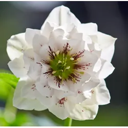 Helleborus orientalis VIV Double DORISA