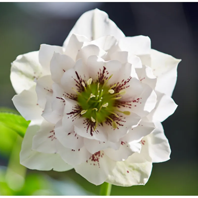Helleborus orientalis VIV Double DORISA