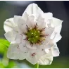 Helleborus orientalis VIV Double DORISA