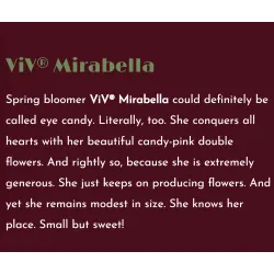 Helleborus orientalis VIV Double MIRABELLA