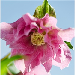 Čėras (eleboras) - Helleborus orientalis VIV Double MIRABELLA