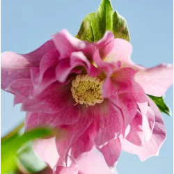 Helleborus orientalis VIV Double MIRABELLA