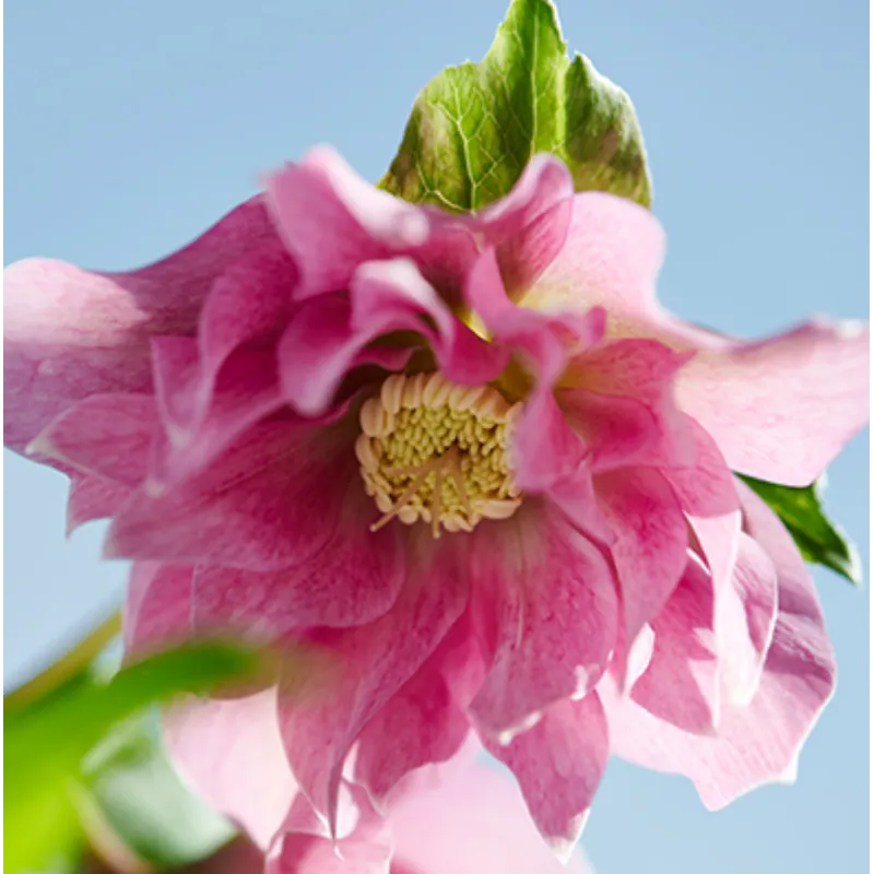Čėras (eleboras) - Helleborus orientalis VIV Double MIRABELLA