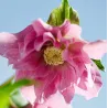 Helleborus orientalis VIV Double MIRABELLA