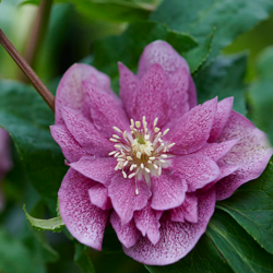 Čėras (eleboras) - Helleborus orientalis VIV Double