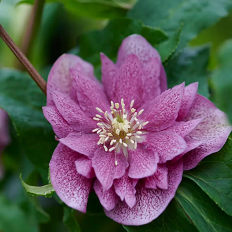 Čėras (eleboras) - Helleborus orientalis VIV Double