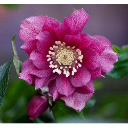 Čėras (eleboras) - Helleborus orientalis VIV Double ELENA