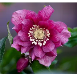 Helleborus orientalis VIV Double ELENA