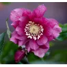 Čėras (eleboras) - Helleborus orientalis VIV Double ELENA