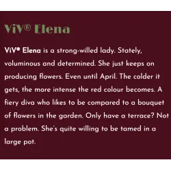 Čėras (eleboras) - Helleborus orientalis VIV Double ELENA