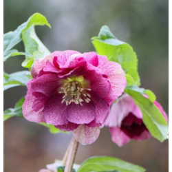 Čėras (eleboras) - Helleborus orientalis VIV Double LAURA