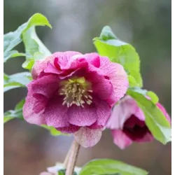Helleborus orientalis VIV Double LAURA