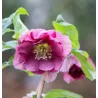 Čėras (eleboras) - Helleborus orientalis VIV Double LAURA